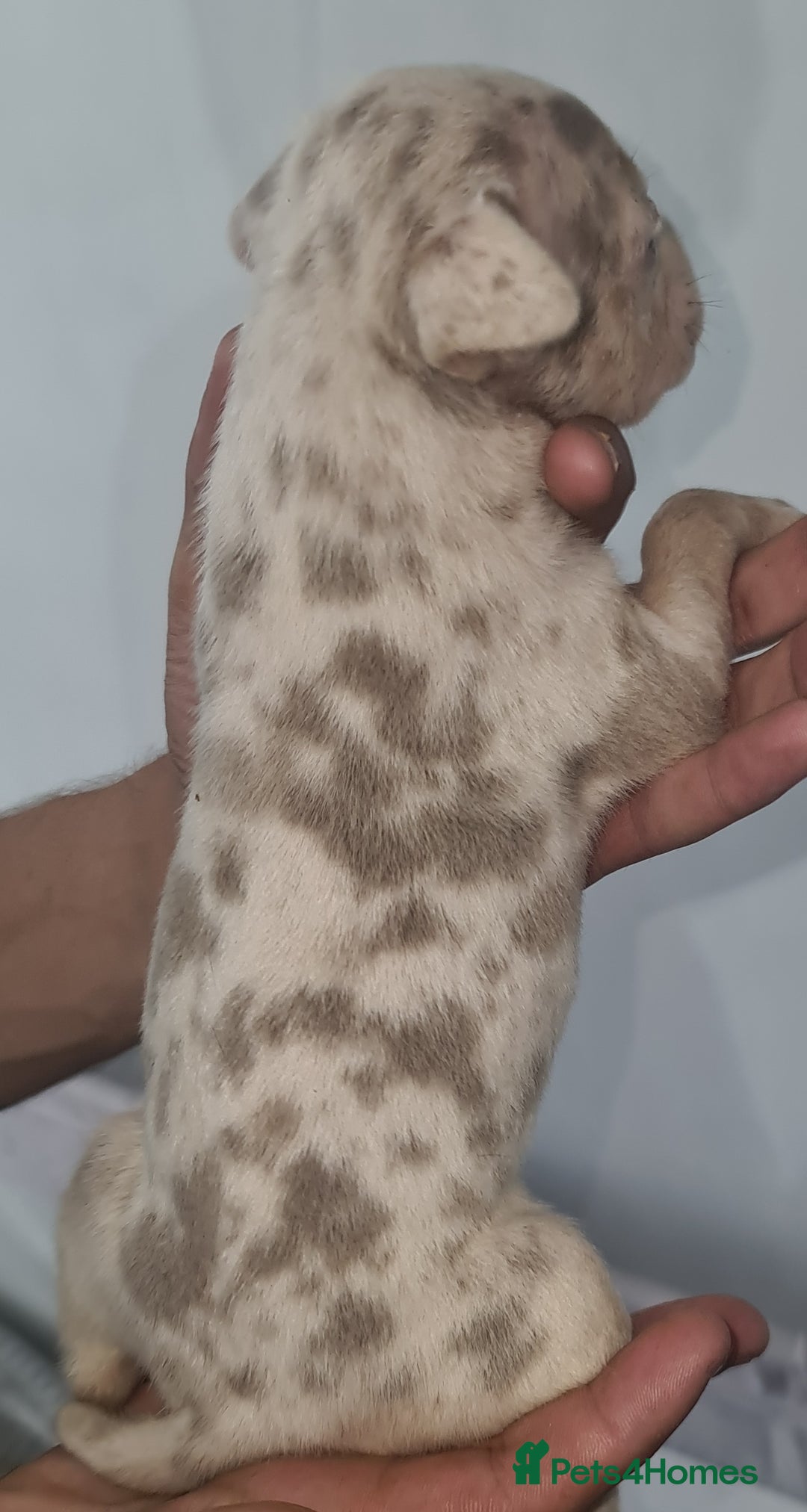 Mixed Breed dogs for sale: Top level Crossbreed pups - Image 7