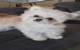 Malshi dogs for sale: Phoebe  - Image 3