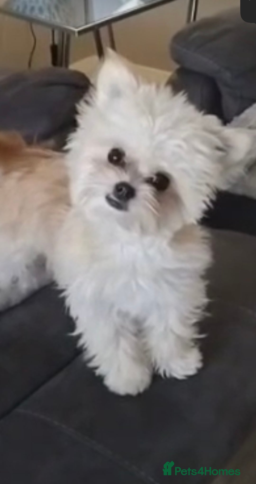 Malshi dogs for sale: Phoebe  - Image 3