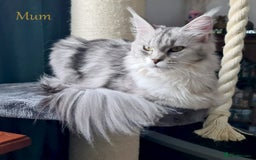 Maine Coon cats for sale: STUNNING XL PEDIGREE MAINE COON KITTENS - Image 27