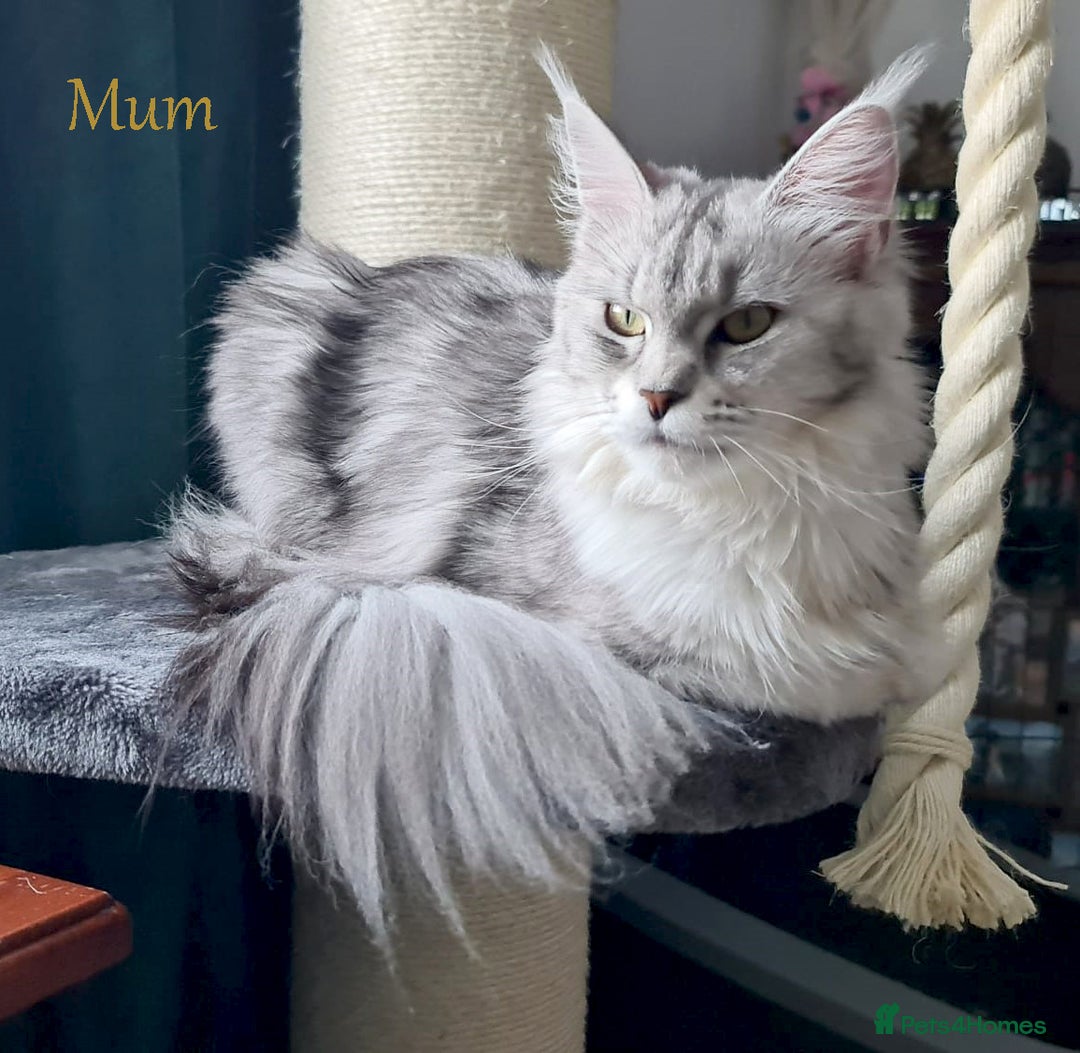 Maine Coon cats for sale: STUNNING XL PEDIGREE MAINE COON KITTENS - Image 27