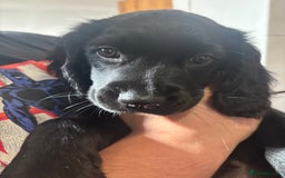 Mixed Breed dogs for sale: Beautiful Female Spangold For Sale - Image 3