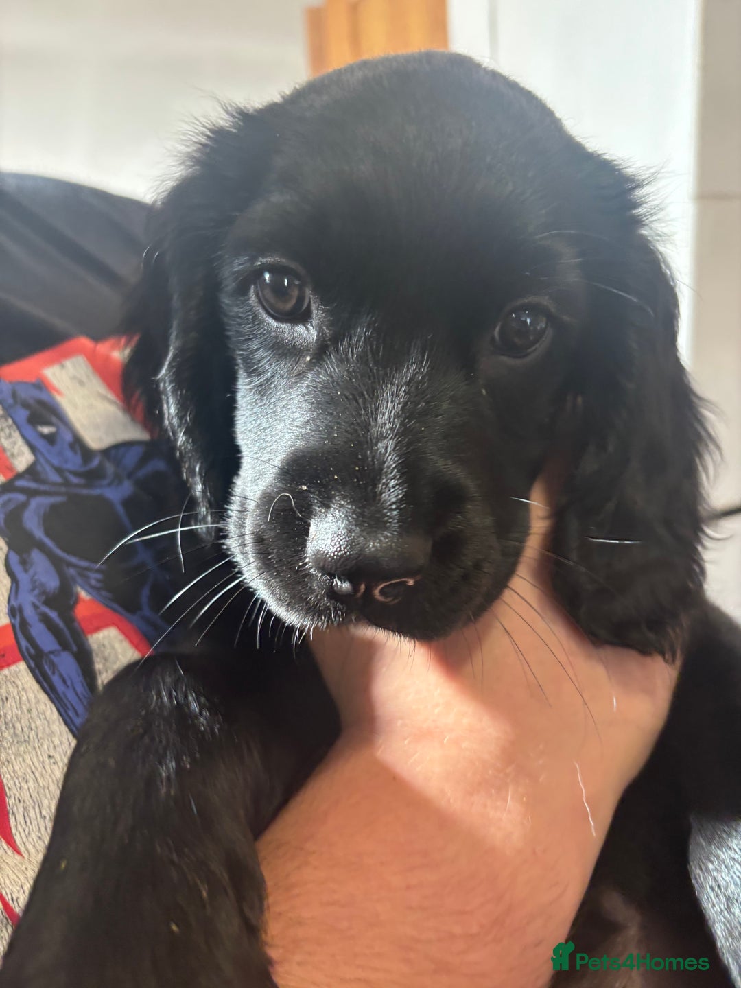 Mixed Breed dogs for sale: Beautiful Female Spangold For Sale - Image 3