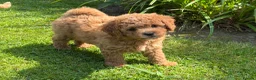 Cavachon dogs for sale: 5 ⭐️Gorgeous F1 Fox Red boy Cavapoochon. - Advert 4