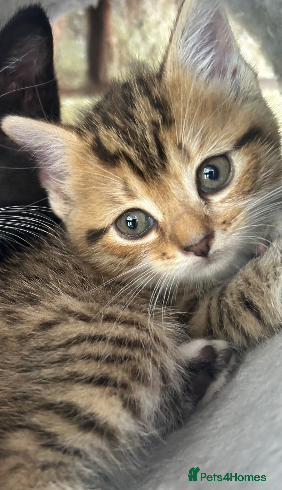 Persian cats X5 Persian Cross Bengal  - beautiful kittens - Advert 11