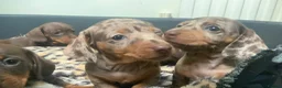 Miniature Dachshund dogs for sale: Funny happy miniature dachshund puppies - Advert 13