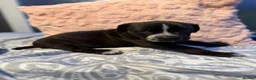 Mixed Breed dogs for sale: Came corso x pressa canario  in Dudley - Advert 8