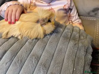 Mixed Breed rabbits Guinea pigs - Advert 7