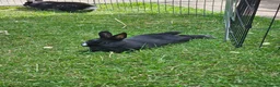 Netherland Dwarf rabbits for sale: Purebred Netherland Dwarf Doe - Advert 12