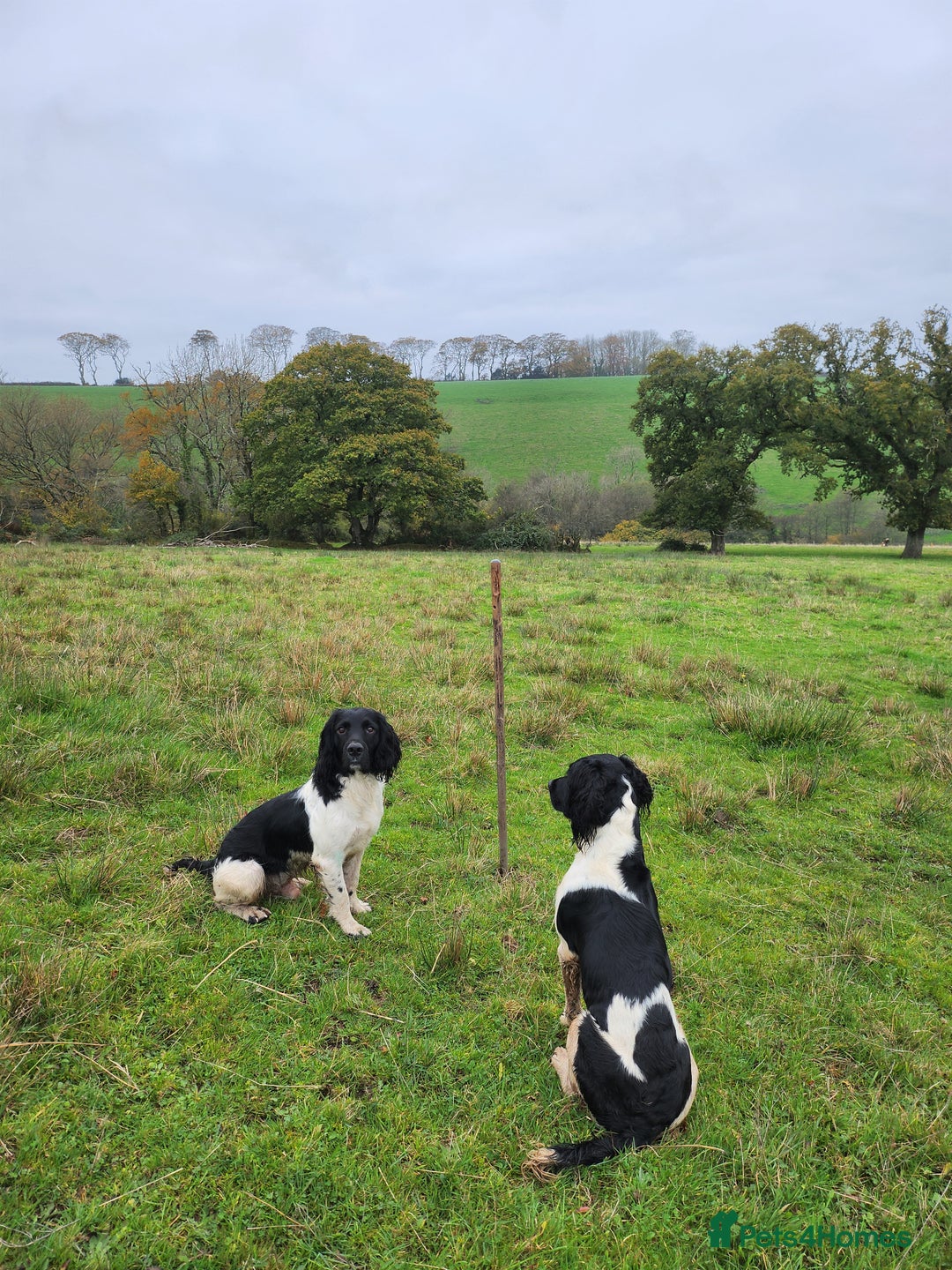 English Springer Spaniel dogs for stud: Lord Shiya at Stud - Advert 6