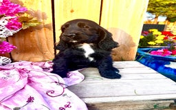Sprocker dogs for sale: Quality Sprocker Spaniels last Black Boy ! - Image 12