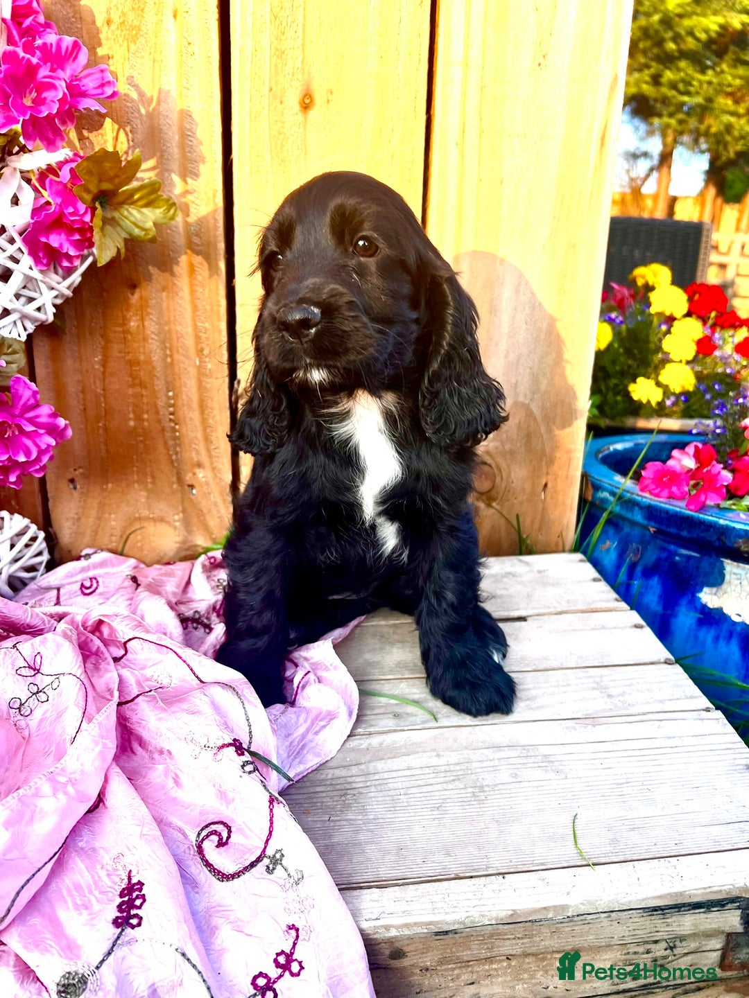 Sprocker dogs for sale: Quality Sprocker Spaniels last Black Boy ! - Image 12