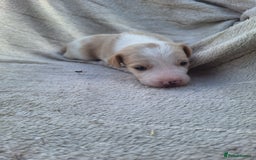 Mixed Breed dogs for sale: Spanish jack Russell (bodeguero) x border collie - Image 13