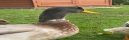 Ducks poultry for sale: Drake duck for sale - Advert 2