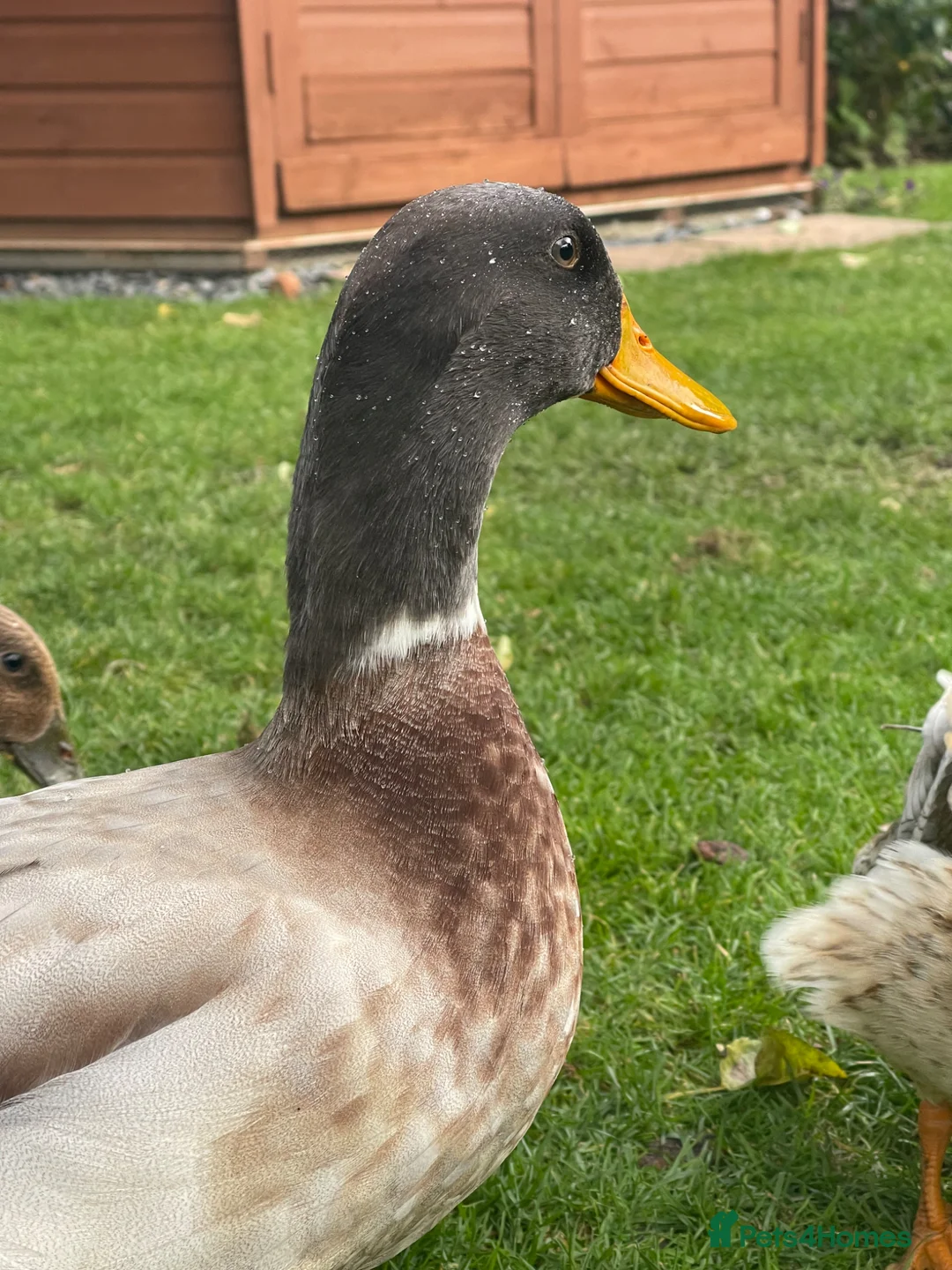 Ducks poultry for sale: Drake duck for sale - Advert 2