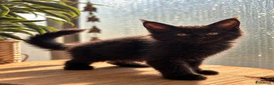 Maine Coon 2