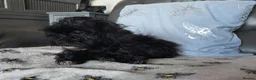 Shihpoo dogs for sale: READY NOW Due to being let down last girl  - Advert 4