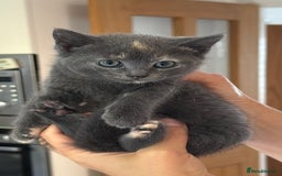 British Shorthair cats for sale: One female and one male British short hair kitten  - Image 10
