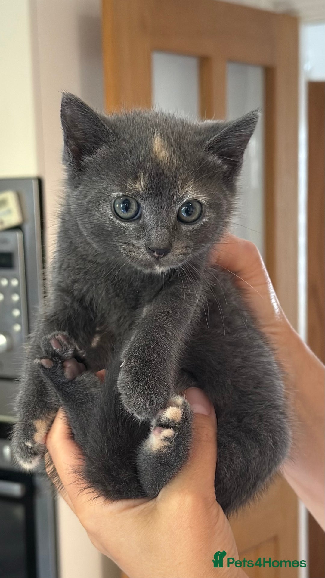 British Shorthair cats for sale: One female and one male British short hair kitten  - Image 10