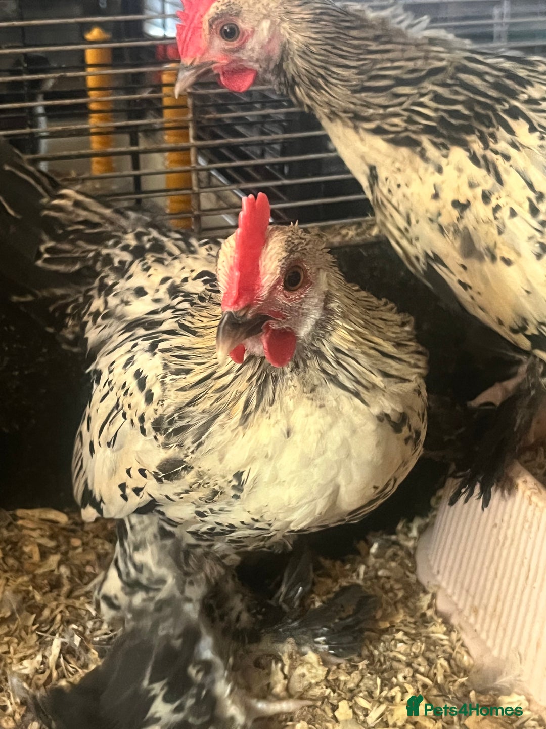 Hens poultry for sale: Lemon Millefleur Sablepoots for sale in Bolton  - Image 2
