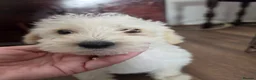 Mixed Breed dogs for sale: Cockerpoo/schnauzer - Advert 2