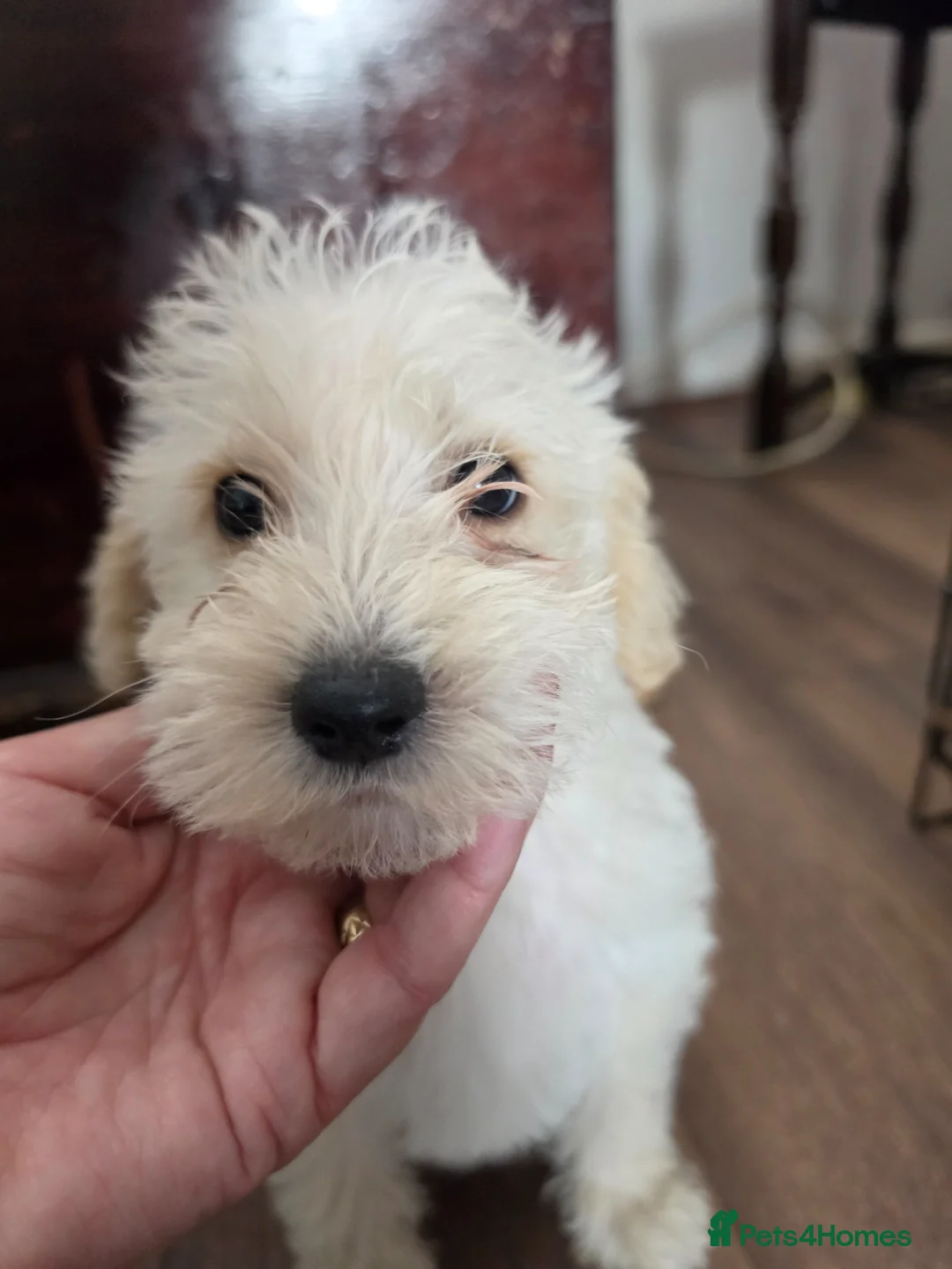 Mixed Breed dogs for sale: Cockerpoo/schnauzer - Advert 2