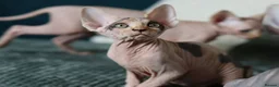 Sphynx cats for sale: Beautiful Pedigree Sphynx Kittens  - Advert 14