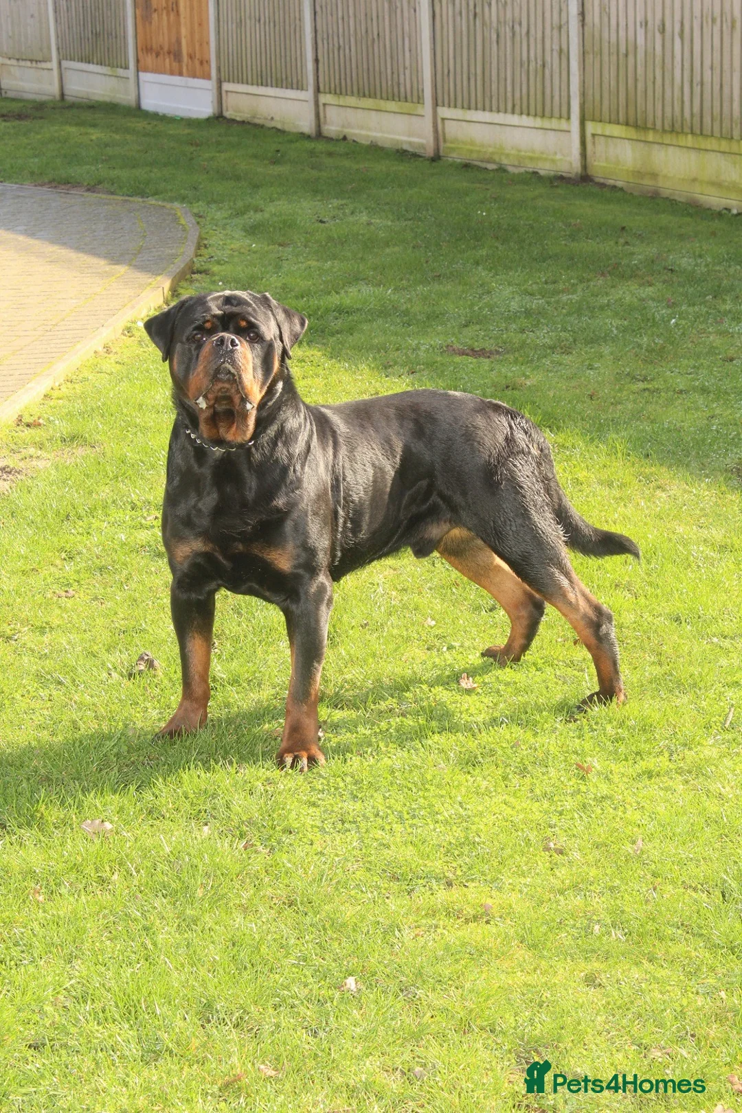 Rottweiler dogs for stud: Superb KC Rottweiler Stud - Advert 7