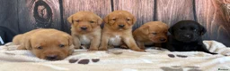 Labrador Retriever dogs for sale: Chunky Labrador Puppies in Wisbech - Advert 1