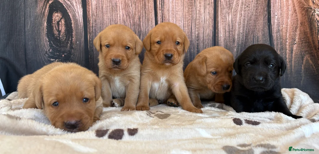 Labrador Retriever dogs for sale: Chunky Labrador Puppies in Wisbech - Advert 1