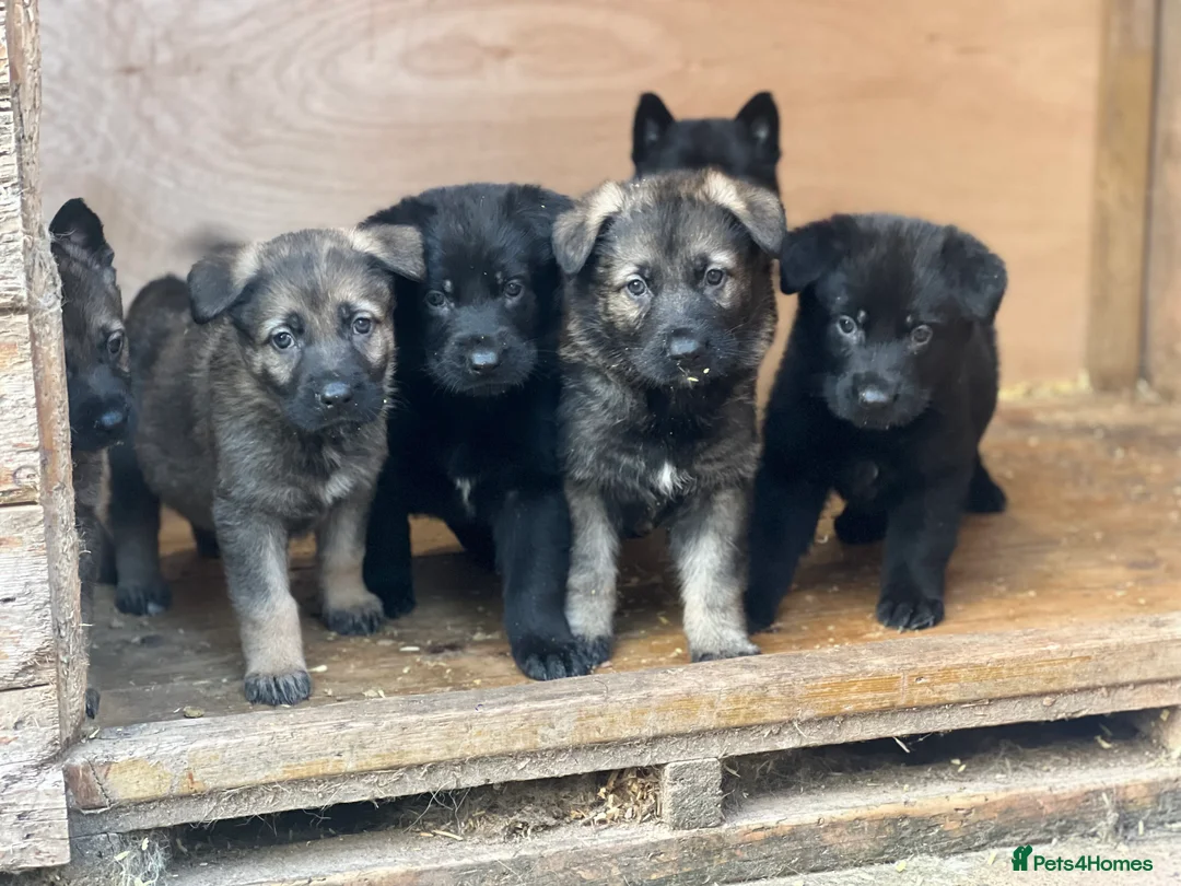 German Shepherd dogs for stud: Proven Czech German Shepherd Stud!!! - Advert 5