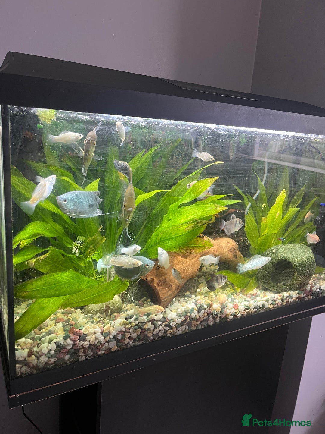 Angelfish fish for sale: Fish tank and fish for sale - Image 2