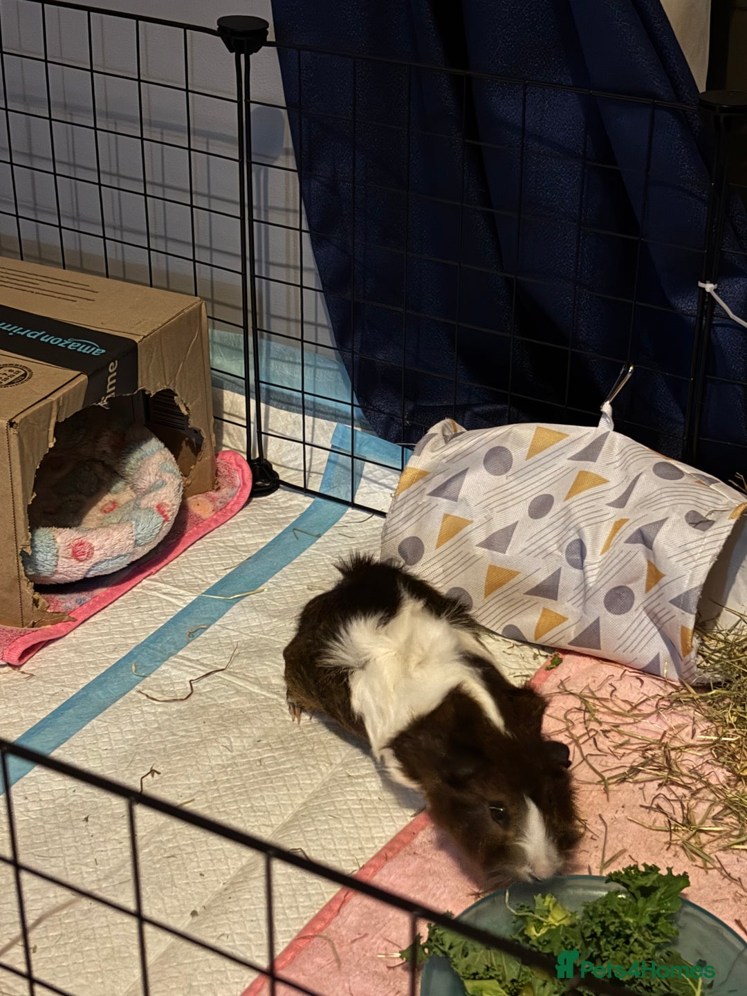 Guinea Pig rodents for sale: Alfie - Male Guinea Pig - Advert 3