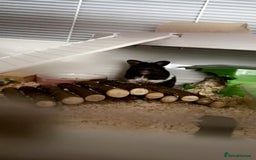 Hamster rodents for sale: Syrian Hamster and accessories - Image 1