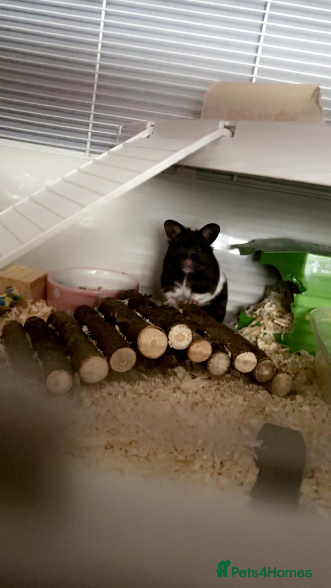 Hamster rodents for sale: Syrian Hamster and accessories - Image 1
