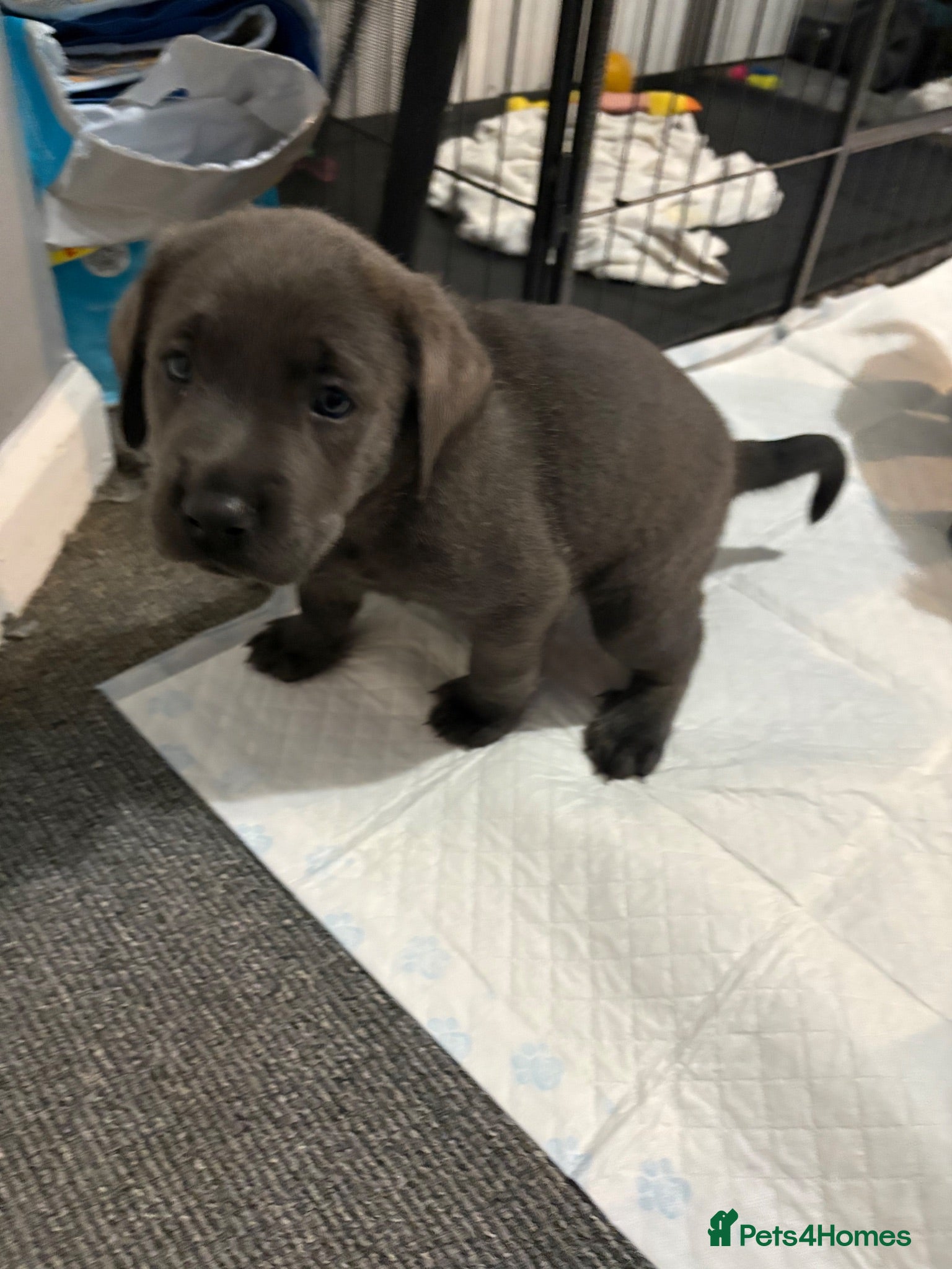 Labrador Retriever dogs Now taking deposits on my beautiful babies - Advert 6