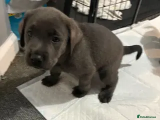 Labrador Retriever dogs Now taking deposits on my beautiful babies - Advert 6