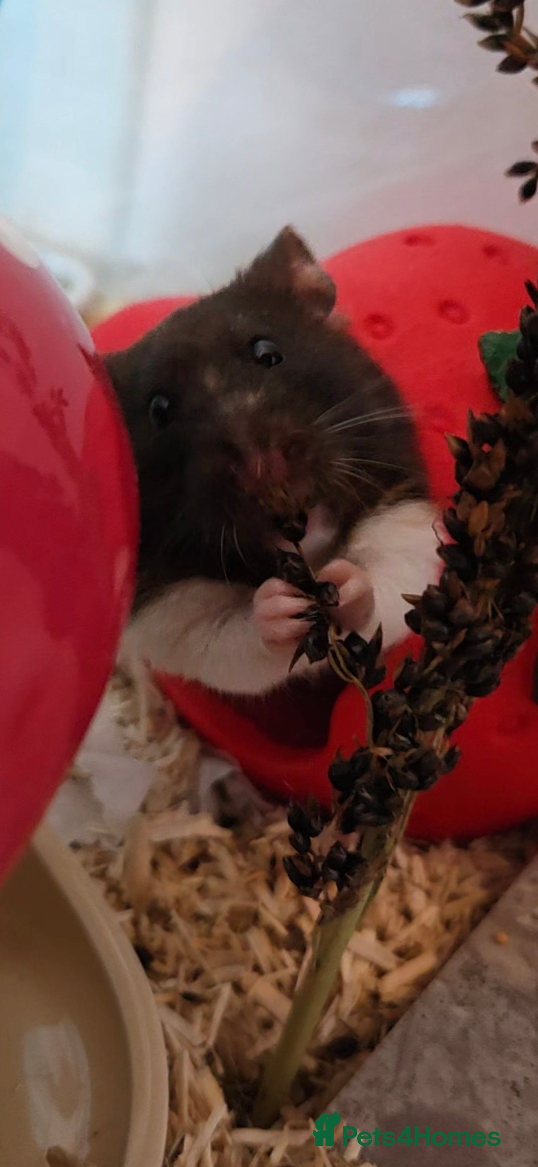 Hamster rodents for sale: Female syrian hamster for adoption - Advert 2