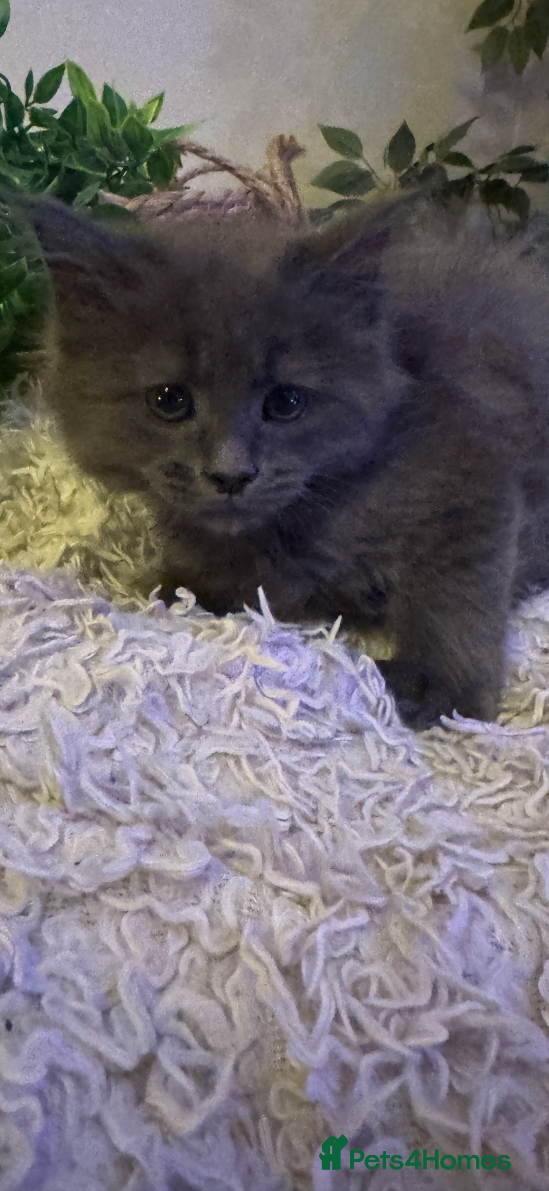 Maine Coon cats for sale: Stunning Pure Bred Maine Coons - Advert 3