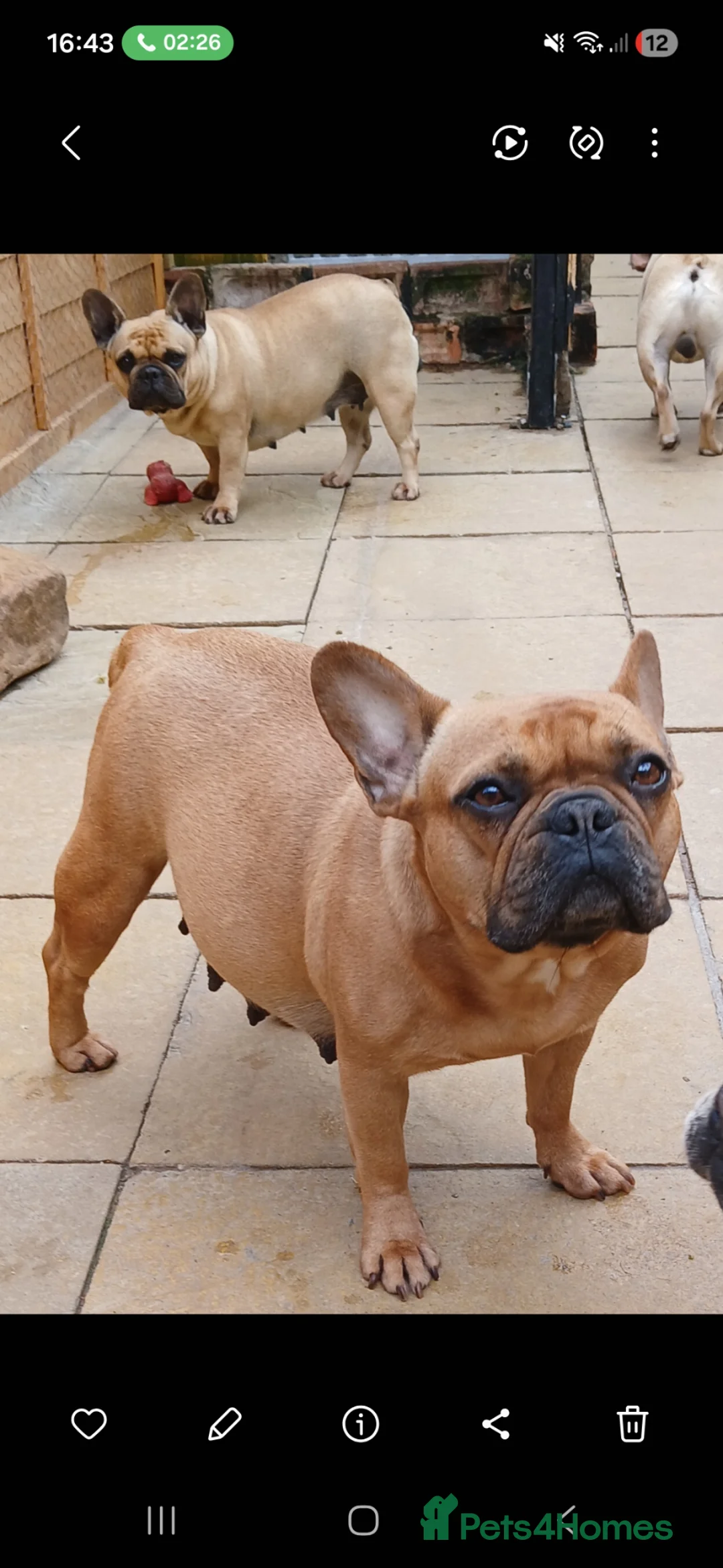 French Bulldog dogs for sale: Stunning Frenchie babies - Advert 2