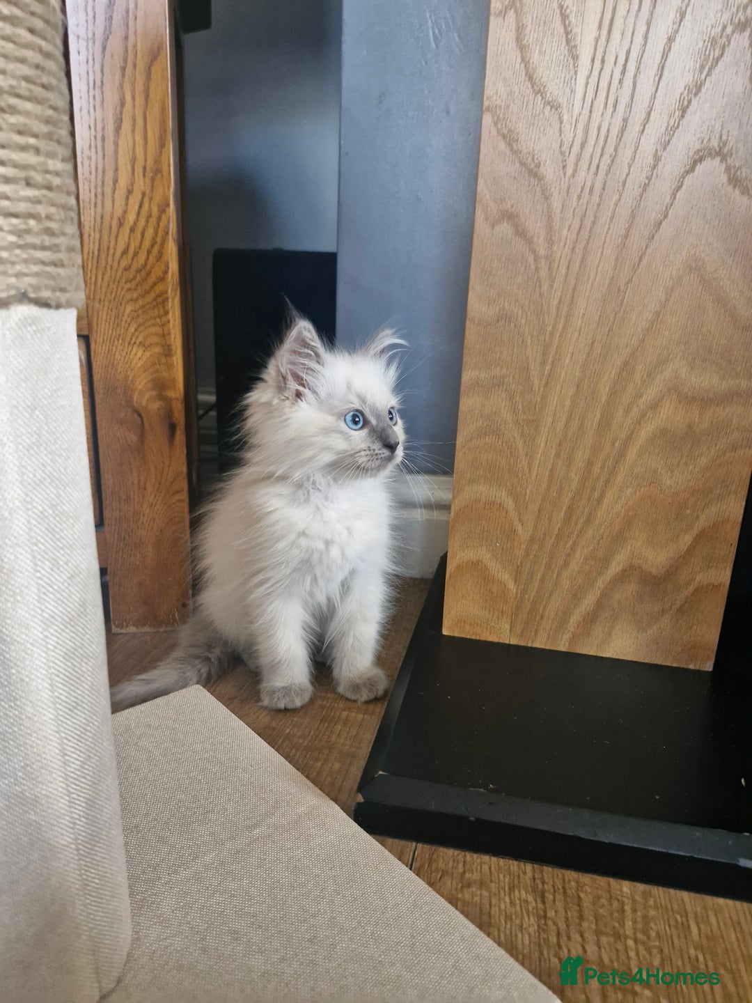 Ragdoll cats for sale: Adorable ragdoll kittens  - Image 7