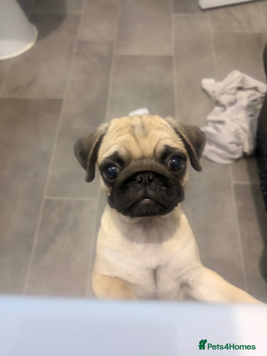 Pug dogs for sale: 9 week old pug girl  - Advert 1
