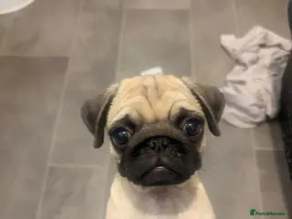 Pug dogs 9 week old pug girl - Advert 1