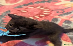 Mixed Breed cats for sale: Beautiful black kitten - Image 5