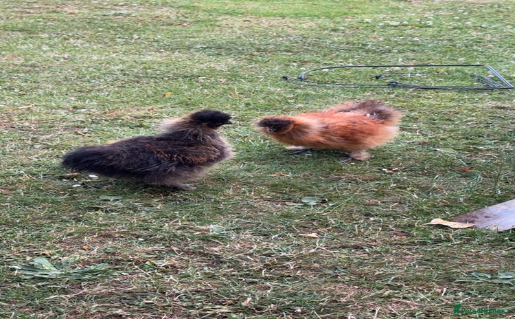 Chickens poultry - Advert 2