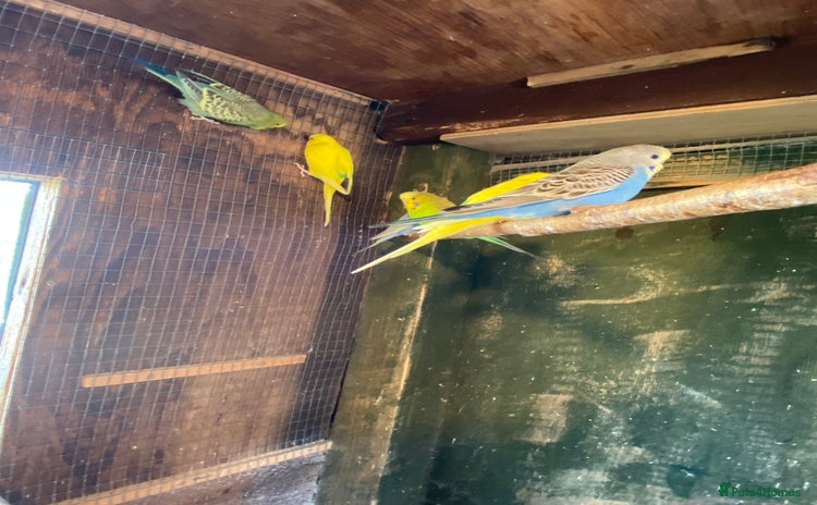 Budgerigars birds - Advert 16