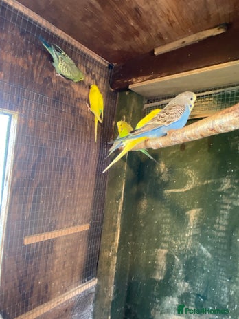 Budgerigars birds - Advert 16
