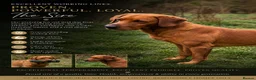 Labrador Retriever dogs for sale: Dark Fox Red Labrador Puppies – Exceptional Lines in Saint Helens - Advert 10
