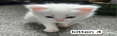 Kitten 4