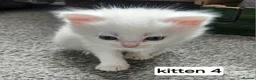 Mixed Breed cats for sale: Beautiful Kittens  in Swadlincote - Advert 5